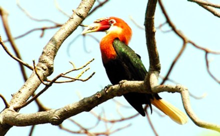 नारकोंडम हॉर्नबिल’ घेणार सुखाचा श्वास