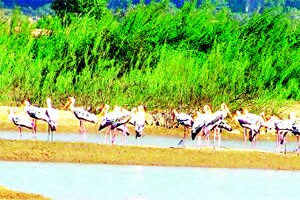 चंद्रपूर जिल्ह्य़ात परदेशी पक्ष्यांची गर्दी