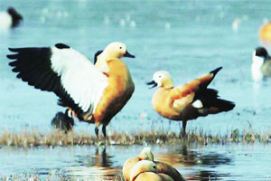 नांदूर मध्यमेश्वरला परदेशी पक्ष्यांची संख्या ३० टक्क्य़ांनी वाढली
