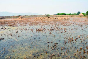 कोकणातील खारलॅण्ड कायद्यात बदल होणे आवश्यक