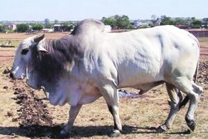 गोवंश हत्या बंदीला रिपब्लिकन पक्षाचा विरोध