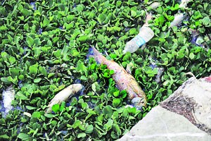 कात्रज तलावातील मासे मोठय़ा प्रमाणावर मृतावस्थेत