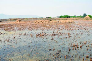 अलिबाग तालुक्यातील ५०० एकर शेतीचे नुकसान