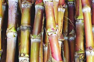 ऊसदराच्या प्रश्नावर कायद्याचे उल्लंघन झाल्यास कारवाई