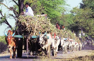 आधारभूत किंमत न दिल्यास साखर कारखान्यांवर खटले
