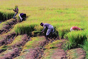 कृषी तंत्रज्ञानविषयक पदव्युत्तर अभ्यासक्रम