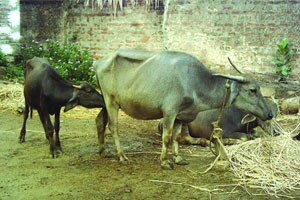 गुरांच्या चाऱ्यावर सरकारचा रोज दीड कोटी खर्च