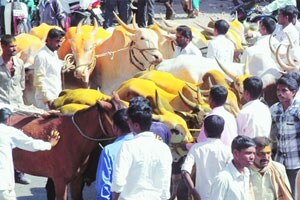 बैलगाडा शर्यतींसाठी पारनेरला बैलांसह मोर्चा