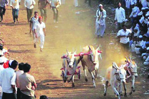 बैलगाडा शर्यतींवरील बंदी उठविण्याच्या मागणीसाठी मोर्चा