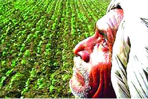 अवकाळी पावसामुळे फळबागांचे नुकसान
