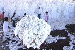 कापूस उत्पादनात चीनची मुसंडी
