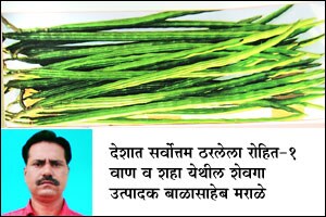 नाशिकच्या ‘रोहित-१’ शेवगा वाणास