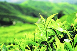 ‘ग्रीन टी’ लागवडीने डासांपासून मुक्ती