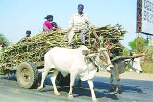 टंचाई पाण्याची, शेती उसाची