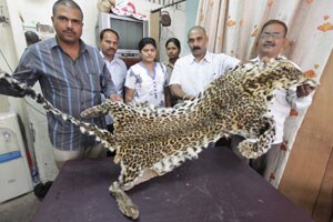 बिबटय़ाचे कातडे विकण्यासाठी आलेल्या तरुणाला पुण्यात अटक