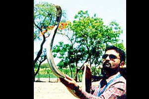 इंडियन कोब्रा निसर्गात मुक्त