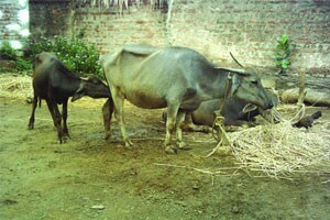 सरपंचाविरुद्ध तक्रार