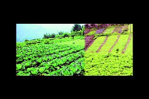 कुतूहल – एका शेतकऱ्याची गोष्ट