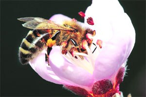 कुतूहल : शेतीसाठी उपयुक्त कीटक परागीभवन (पूर्वार्ध)