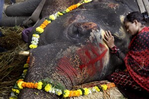 अखेर बिजली हत्तीणीने प्राण सोडला !