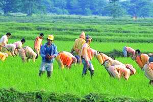 पश्चिम विदर्भात पेरण्यांना वेग