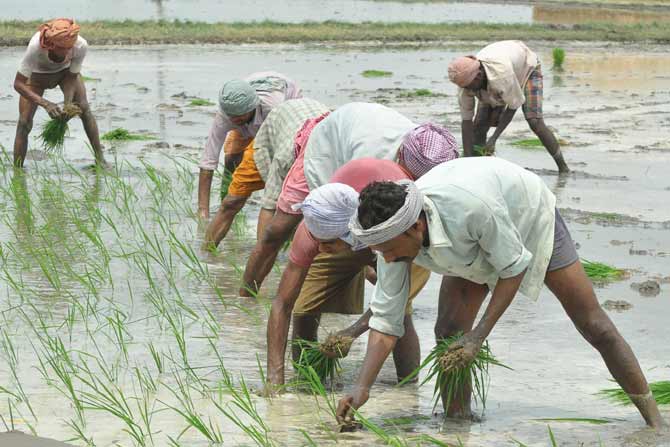 पावसाळा सुरूवात होताच शेतकरी भात लावणीसाठी सज्ज झाला आहे. पंजाबमधील पटियाला गावाजवळील शेतकरी शेतात भात लावणी करताना. (पीटीआय़) 