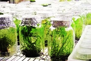 कुतूहल: जैवतंत्रज्ञान व कृषिक्रांती