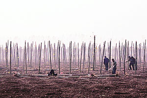 मानवाचा प्रदूषण इतिहास आठ हजार वर्षांचा!