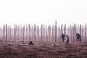 मानवाचा प्रदूषण इतिहास आठ हजार वर्षांचा!
