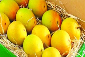 Alphonso mango, record break price, Mahrashtra, Hapus, हापूस आंबा, Loksatta, Loksatta news, Marathi, Marathi news