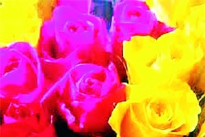 संत्रानगरीतील फुलांचे रंग ऐन बहरात..
