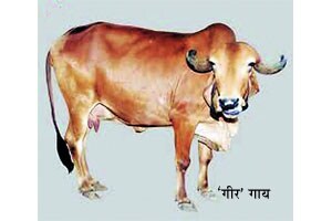 कुतूहल – गायींच्या जाती