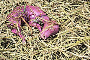 कुतूहल – गाय/म्हशीतील वार (जार)