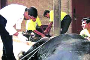 कुतूहल: गाय/म्हशीच्या विणीची वेळ