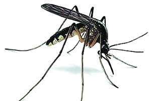 अमरावती जिल्ह्य़ात डेंग्यूचा प्रकोप