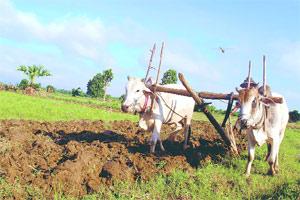 कर्जत तालुक्यात शेतक-यांमध्ये आनंद