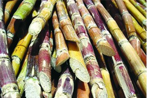 उत्पादक, संघटनांनीच उसाचा पहिला हप्ता ठरवावा : मुख्यमंत्री