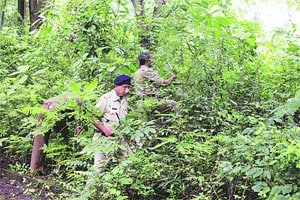 कोलशेत परिसरात बिबळ्यांची दहशत..!