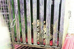 बिबटय़ासाठी नेत्यांची वायुदल सफारी