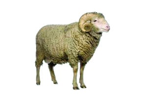 कुतूहल – मेंढय़ांच्या विविध जाती