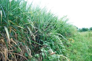 लोकरी माव्यामुळे ऊस उत्पादक, कारखानदार हवालदिल