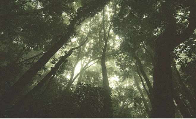 वनखात्याकडून वनहक्क कायद्याचे उल्लंघन