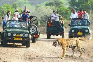ताडोबातील संवर्धन शुल्काचे एमटीडीसी आणि एफडीएमसीला वावडे