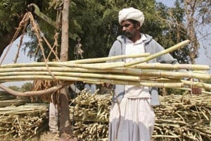 कोल्हापुरातील ऊस आंदोलनातील हिंसक घटनेला वर्ष