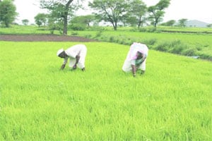कुतूहल – शेतजमिनीचे वर्गीकरण – ३ कुतूहल – शेतजमिनीचे वर्गीकरण – ३