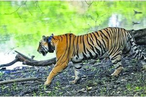 मेळघाटात ‘त्या’ वाघाचा नैसर्गिक मृत्यू