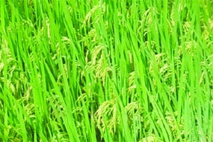 भाताच्या आधारभूत किमतीत अंशत: वाढ