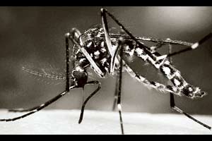 जिंतूरला डेंग्यूचा रुग्ण, पूर्णेतही तापाची लागण