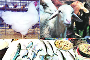 नववर्ष स्वागताला कोंबड्या, बकरे महाग