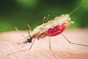 प्रथिनांच्या मिश्रणातून मलेरियावर प्रभावी लस शक्य